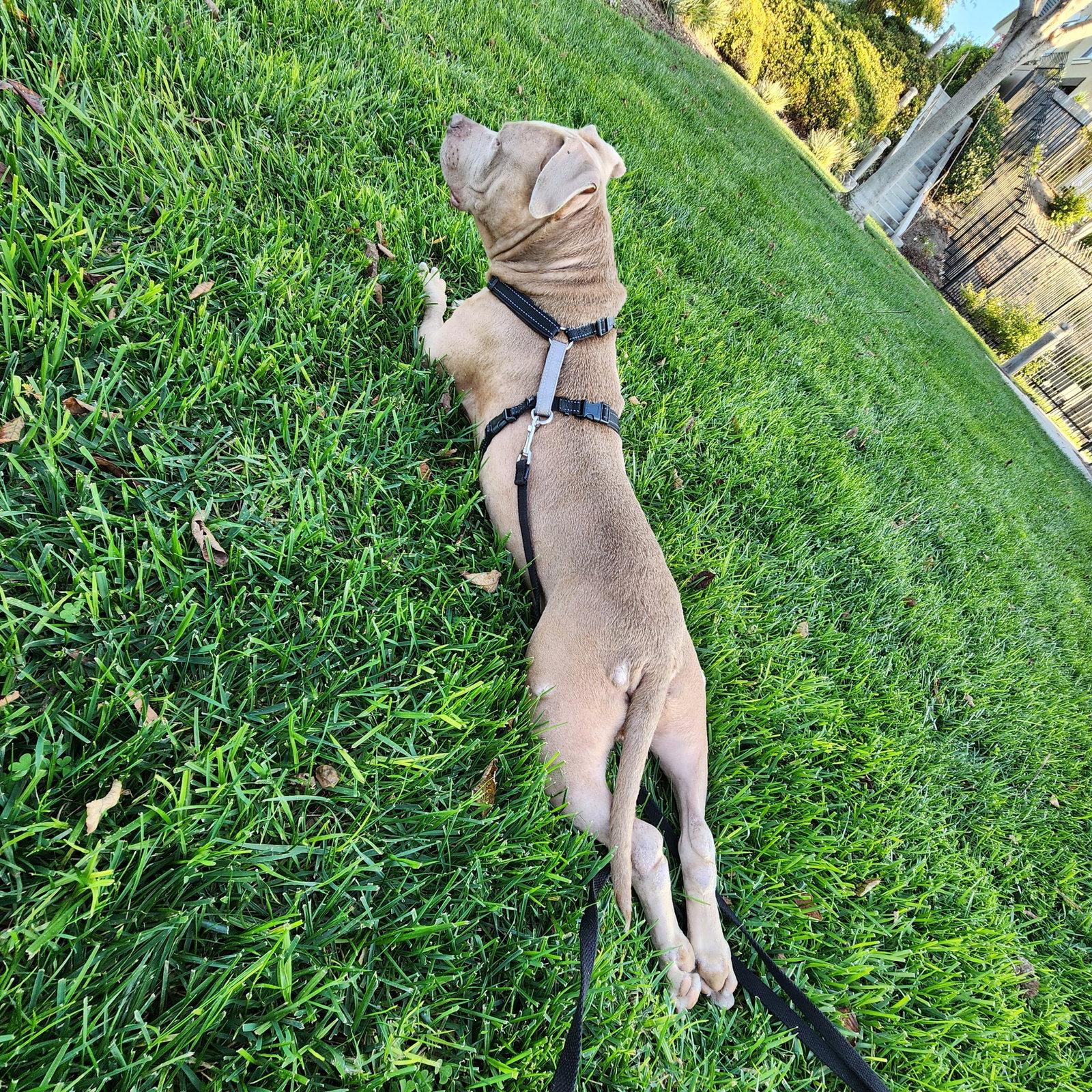 Enlarge Jade, a Adoptable Pit Bull Terrier in Roseville, CA image 1/3