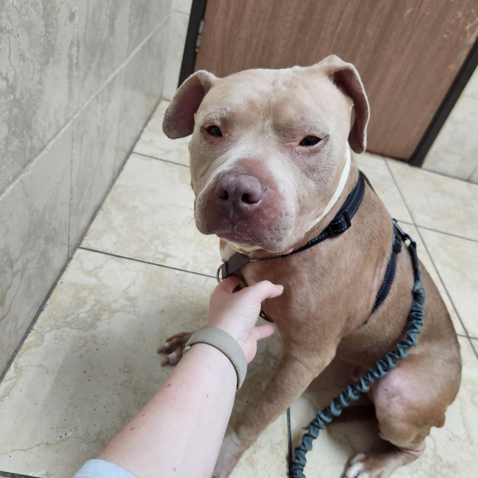 Enlarge Jade, a Adoptable Pit Bull Terrier in Roseville, CA image 3/3