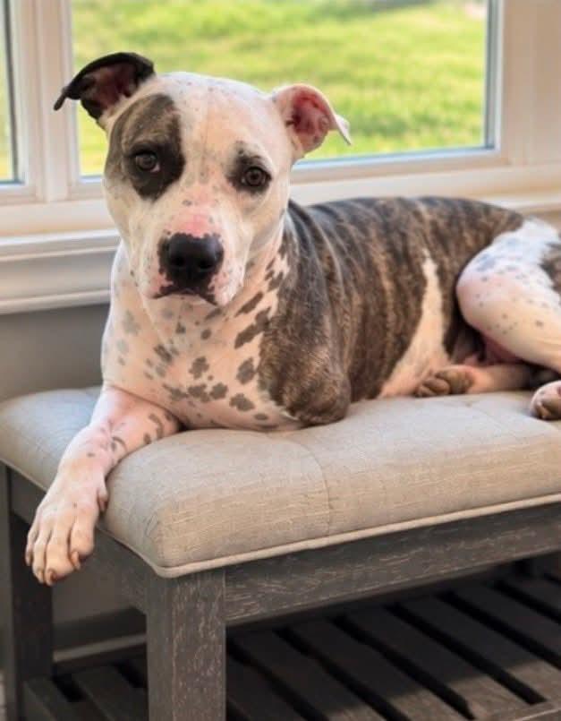 Enlarge Haven, a Adoptable mixed breed in Randleman, NC image 5/5