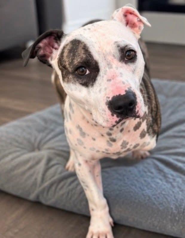 Enlarge Haven, a Adoptable mixed breed in Randleman, NC image 3/5