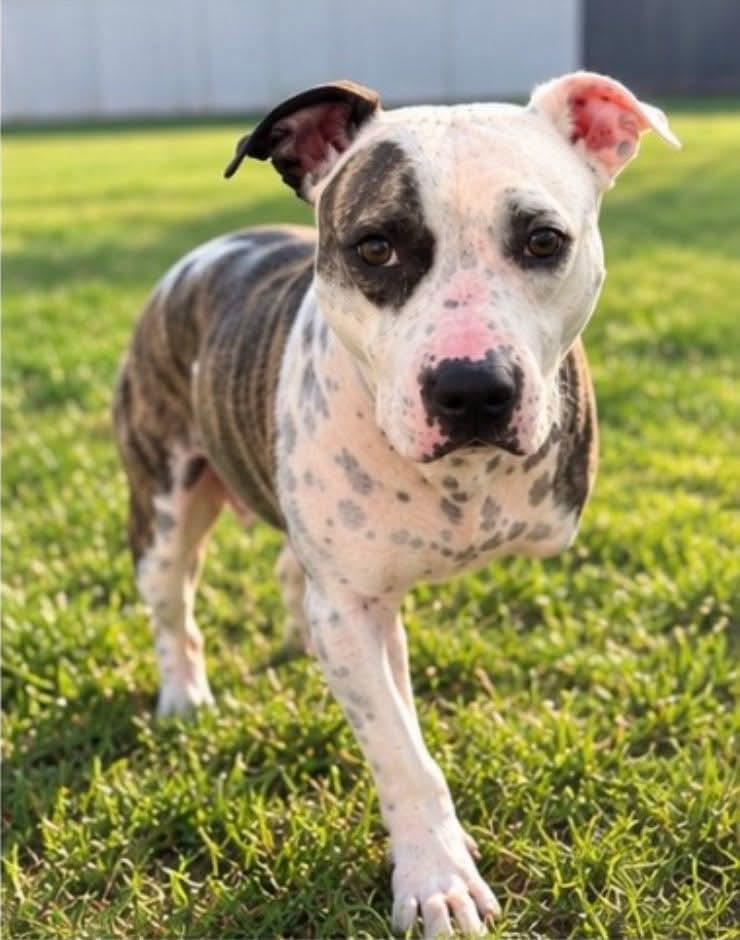 Haven, Adoptable, Young Female Pit Bull Terrier.