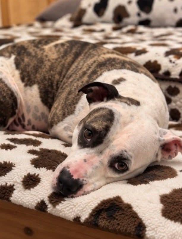 Enlarge Haven, a Adoptable mixed breed in Randleman, NC image 2/5