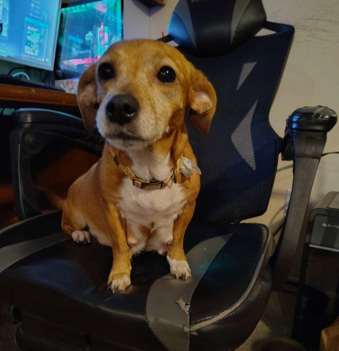 Enlarge Hazel, a Adoptable mixed breed in Sanford, FL image 2/3