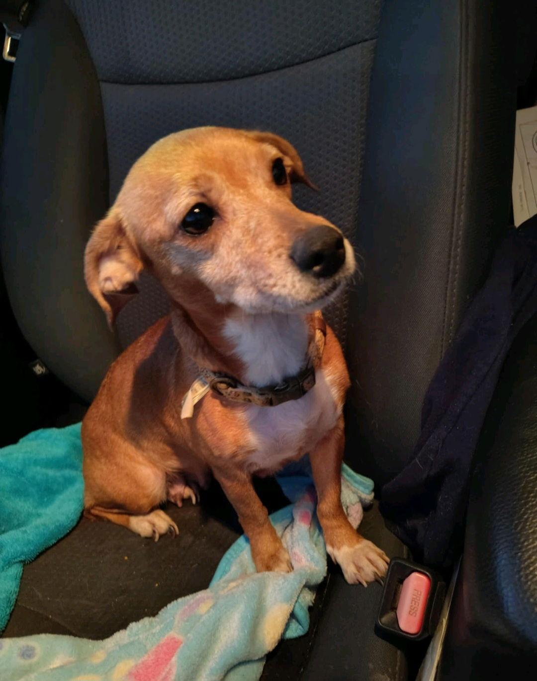 Enlarge Hazel, a Adoptable mixed breed in Sanford, FL image 3/3