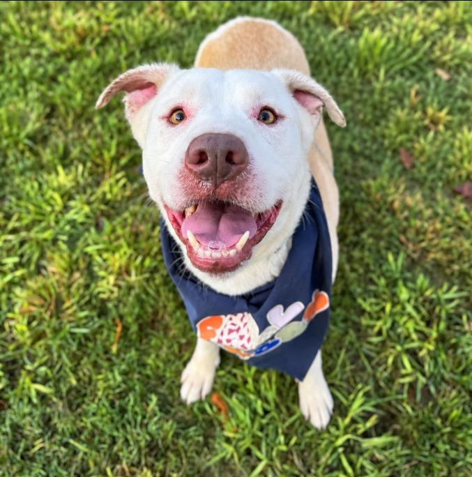 Gizmo, Adoptable, Young Male Labrador Retriever & Mixed Breed.
