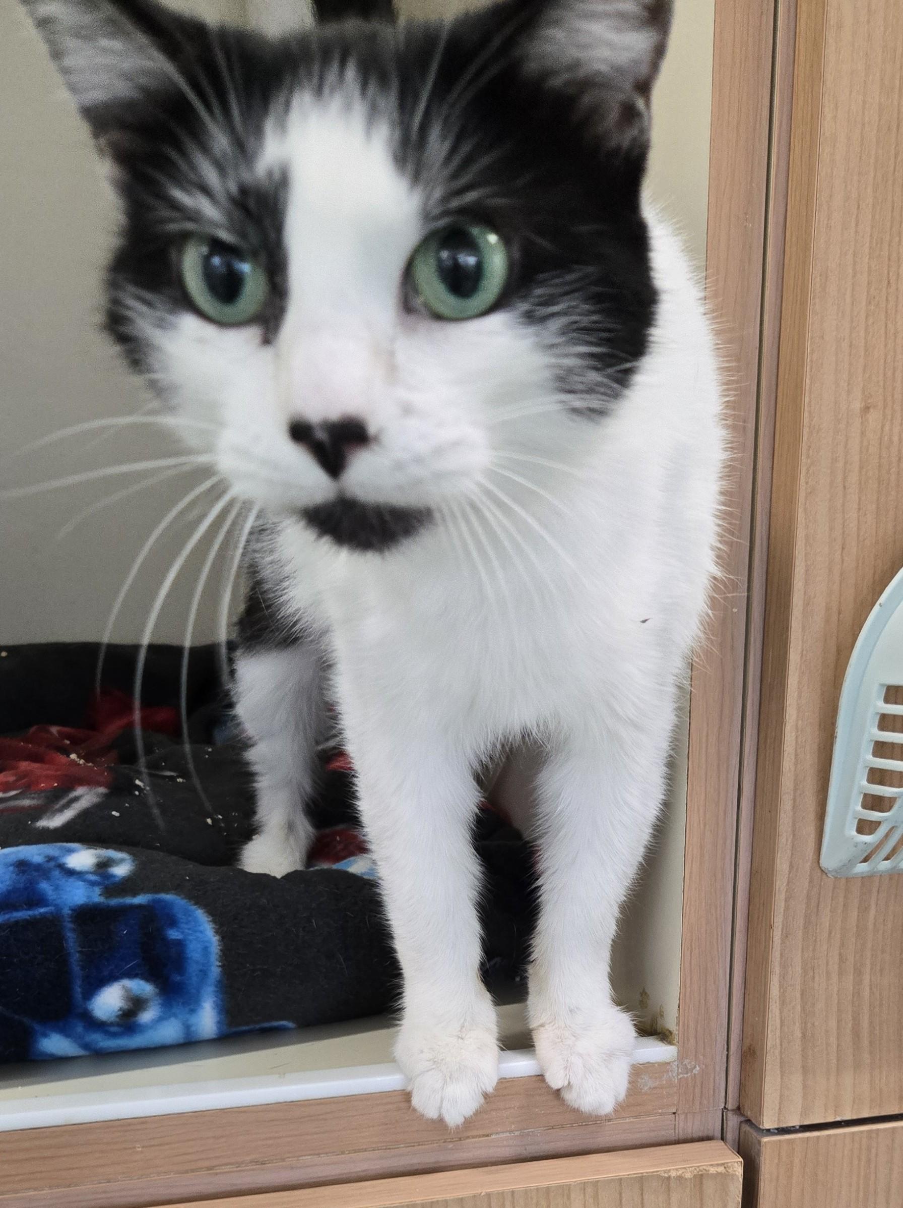 Odie, adopted, Young Female Domestic Short Hair.