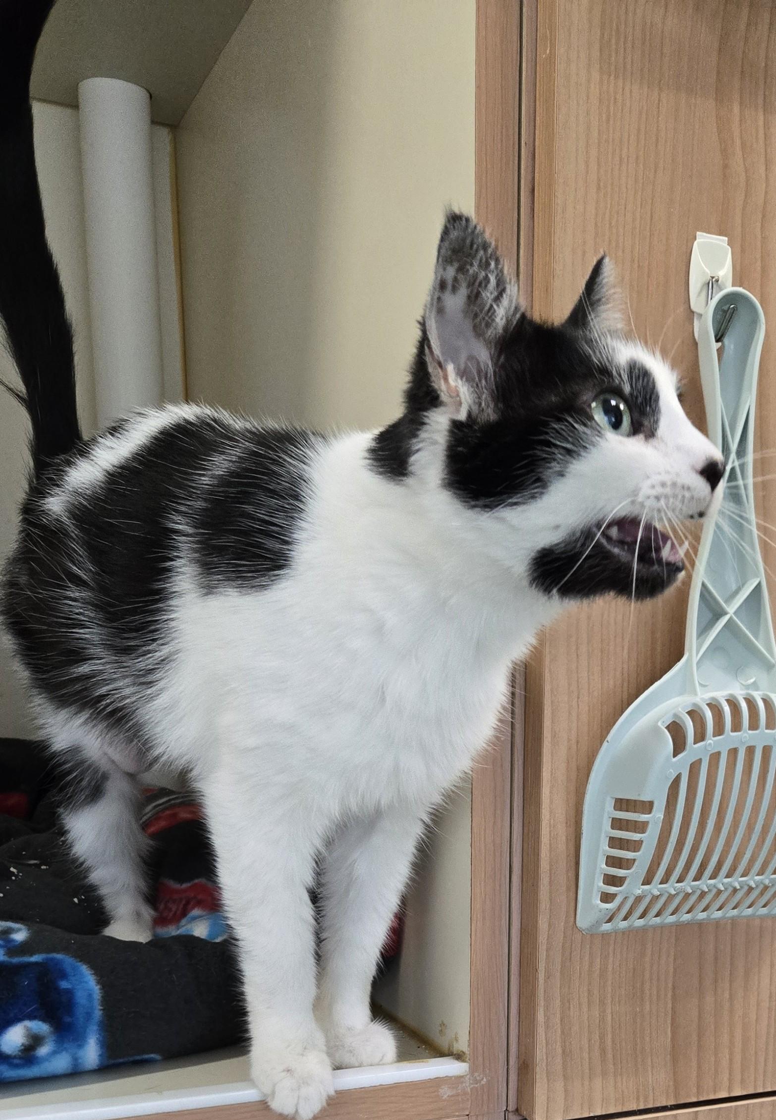 Enlarge Odie, an adopted Domestic Short Hair in Mokena, IL image 3/6