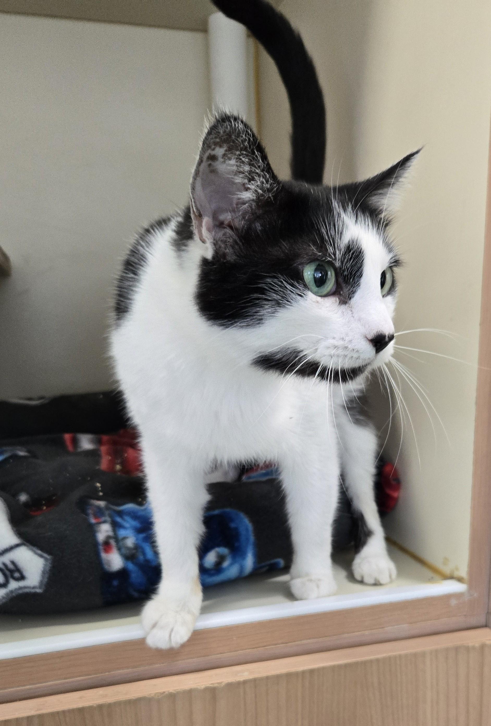 Enlarge Odie, an adopted Domestic Short Hair in Mokena, IL image 4/6