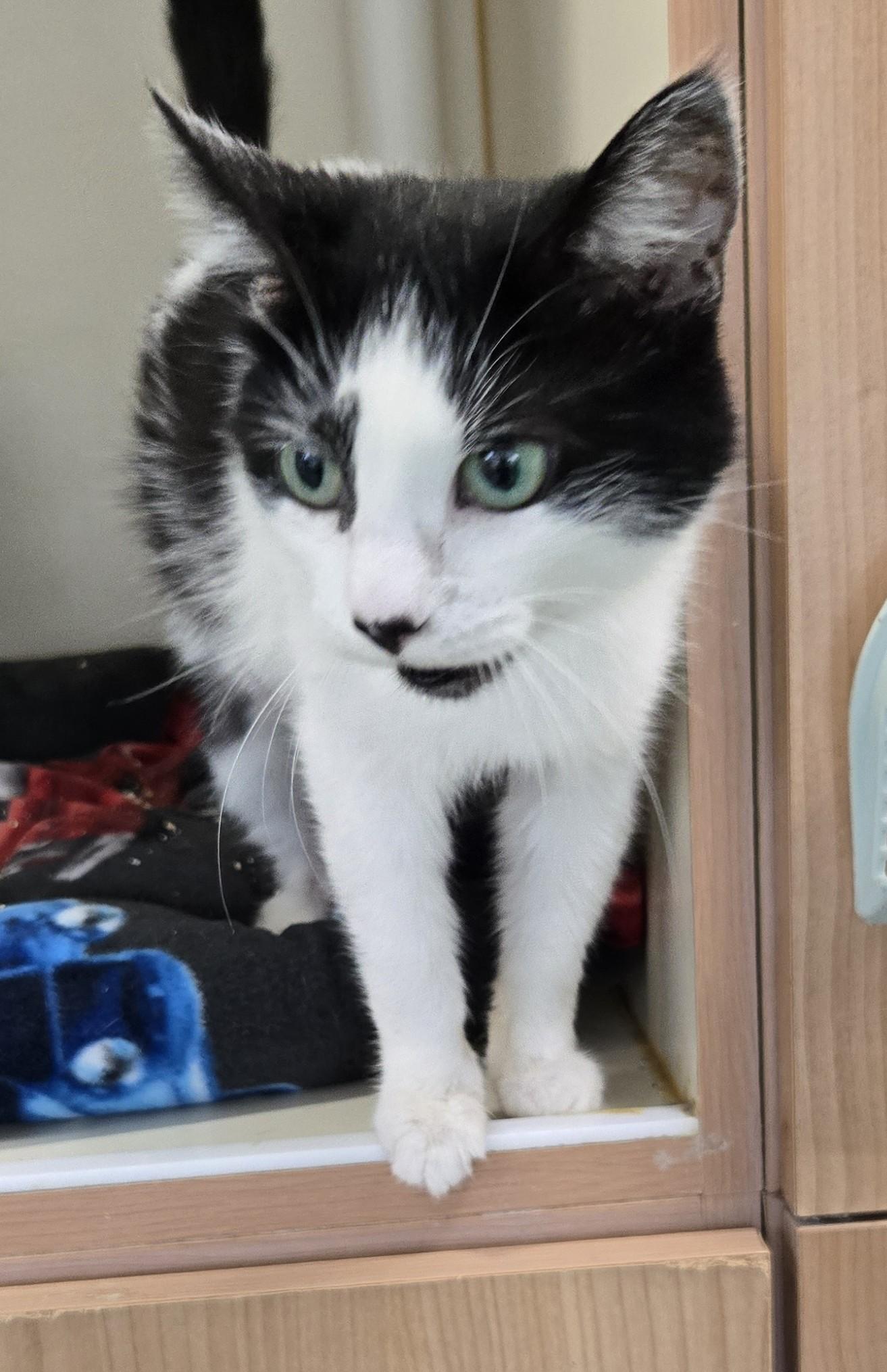 Enlarge Odie, an adopted Domestic Short Hair in Mokena, IL image 5/6