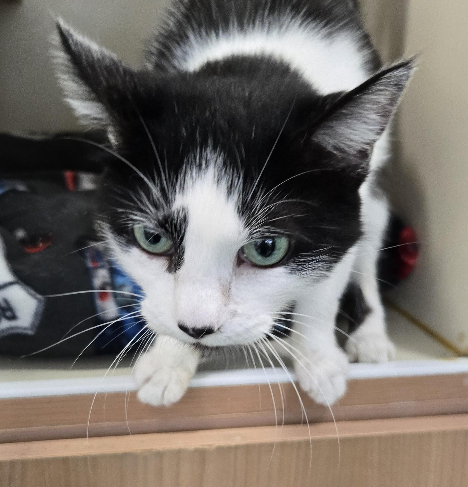 Enlarge Odie, an adopted Domestic Short Hair in Mokena, IL image 6/6