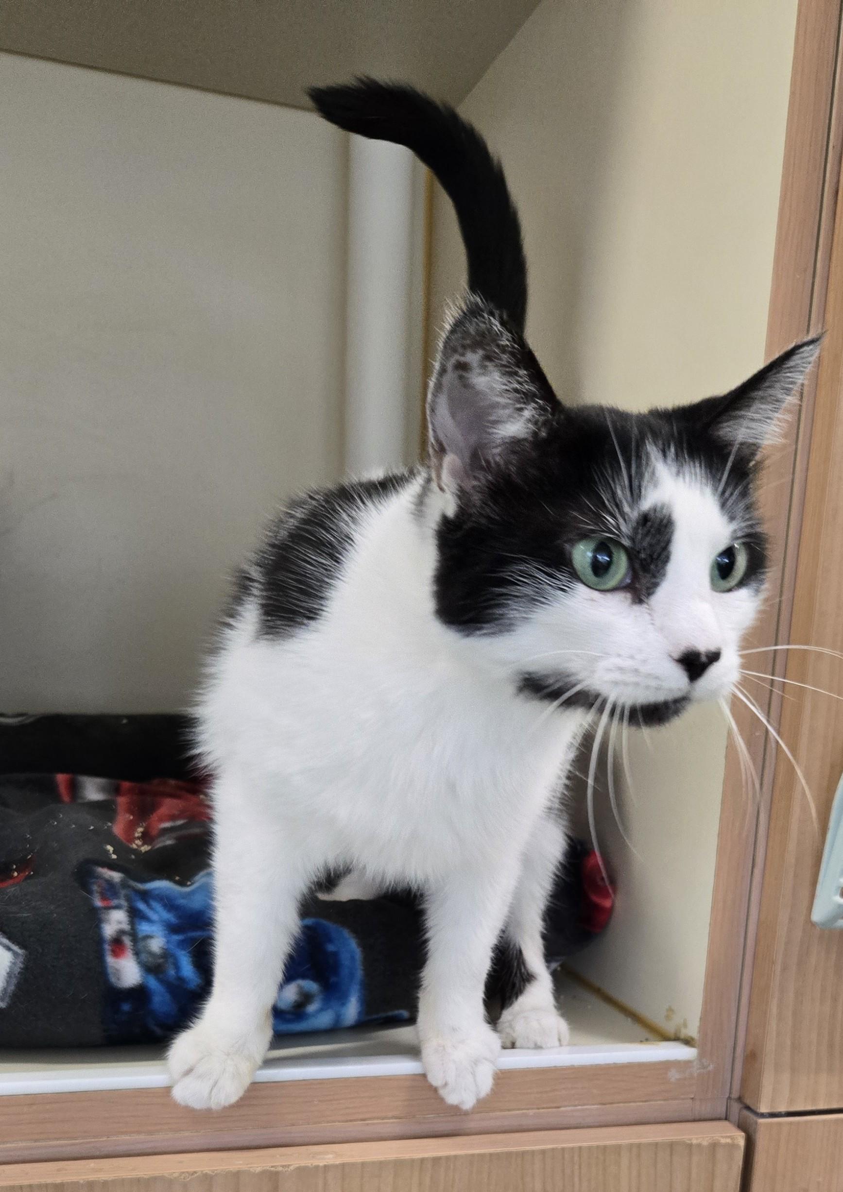 Enlarge Odie, an adopted Domestic Short Hair in Mokena, IL image 2/6