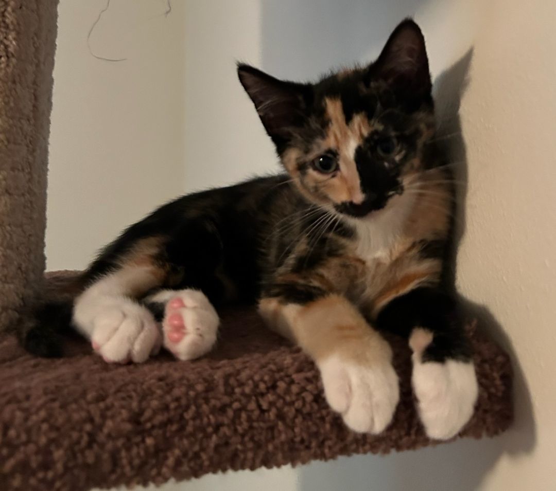 Bitsy, an adopted Calico in St. Cloud, MN_image-1