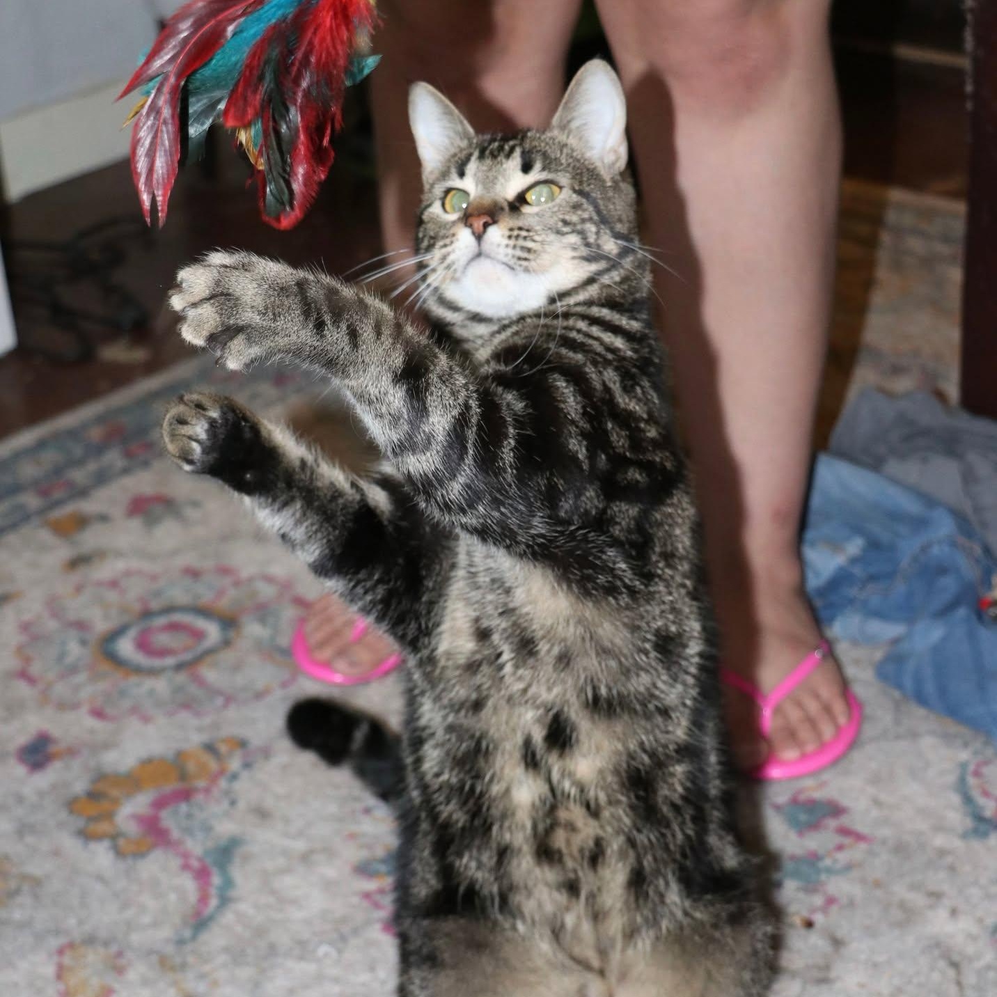Legendary Link - Hero of Your Heart, an adoptable Tabby, Domestic Short Hair in Corpus Christi, TX, 78418 | Photo Image 1