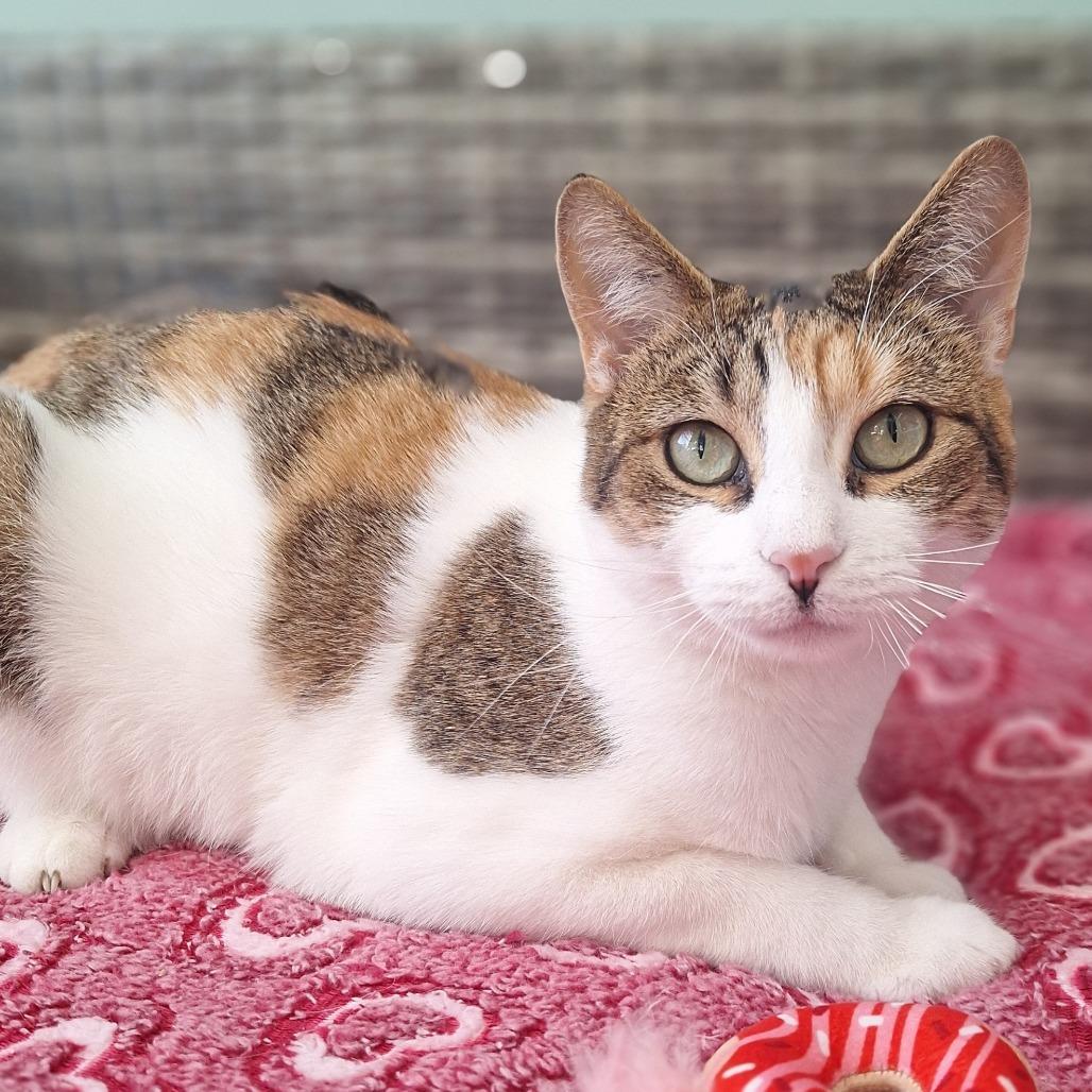 Clementine, Adoptable, Adult Female Domestic Short Hair.