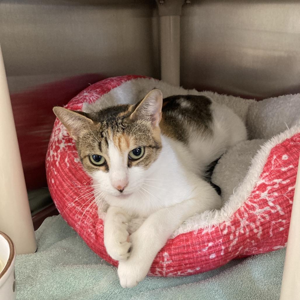 Clementine, Adoptable, Adult Female Domestic Short Hair.