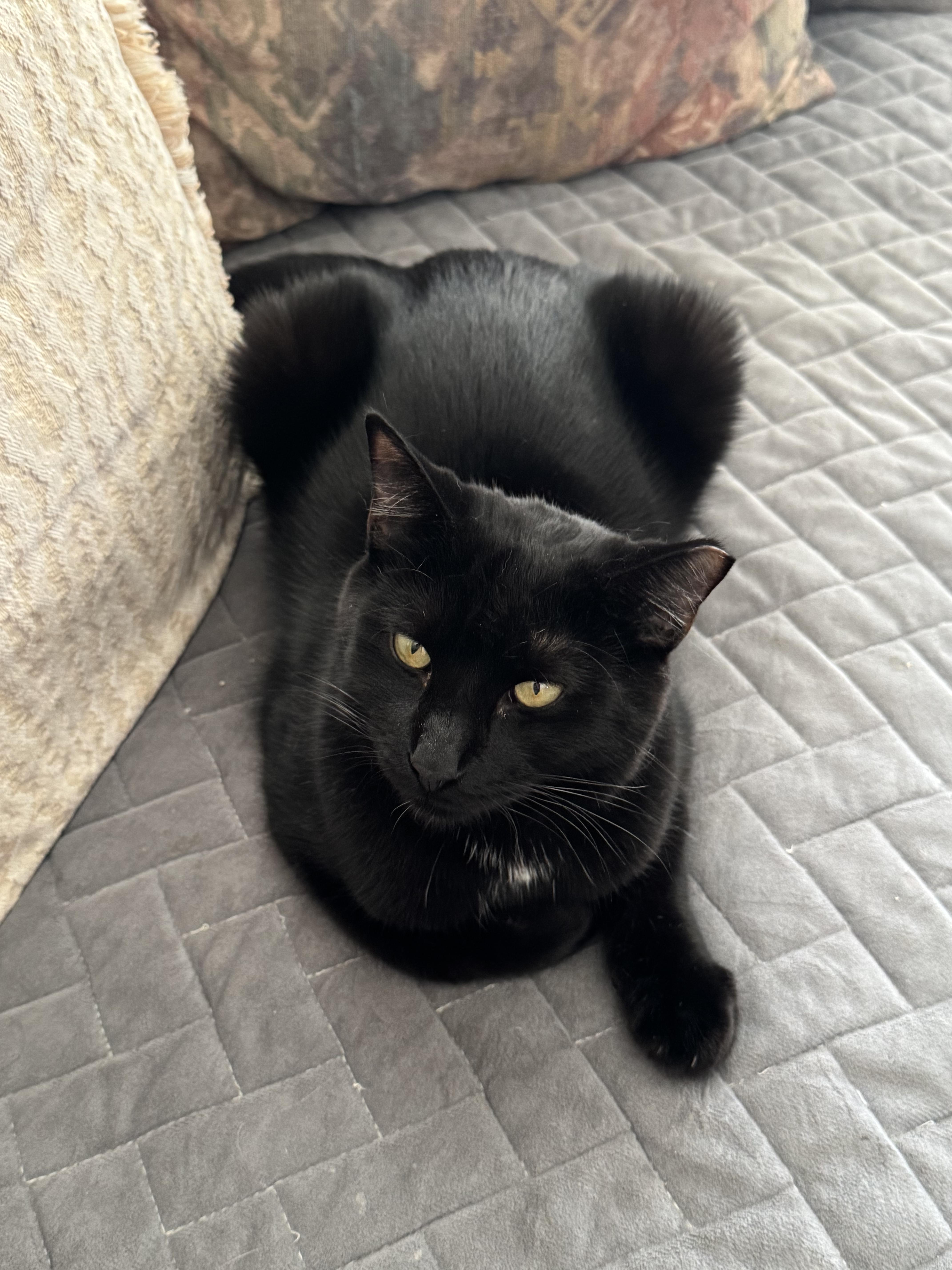 Enlarge Lucifer, a ADOPTABLE mixed breed in San Jose, CA image 2/3