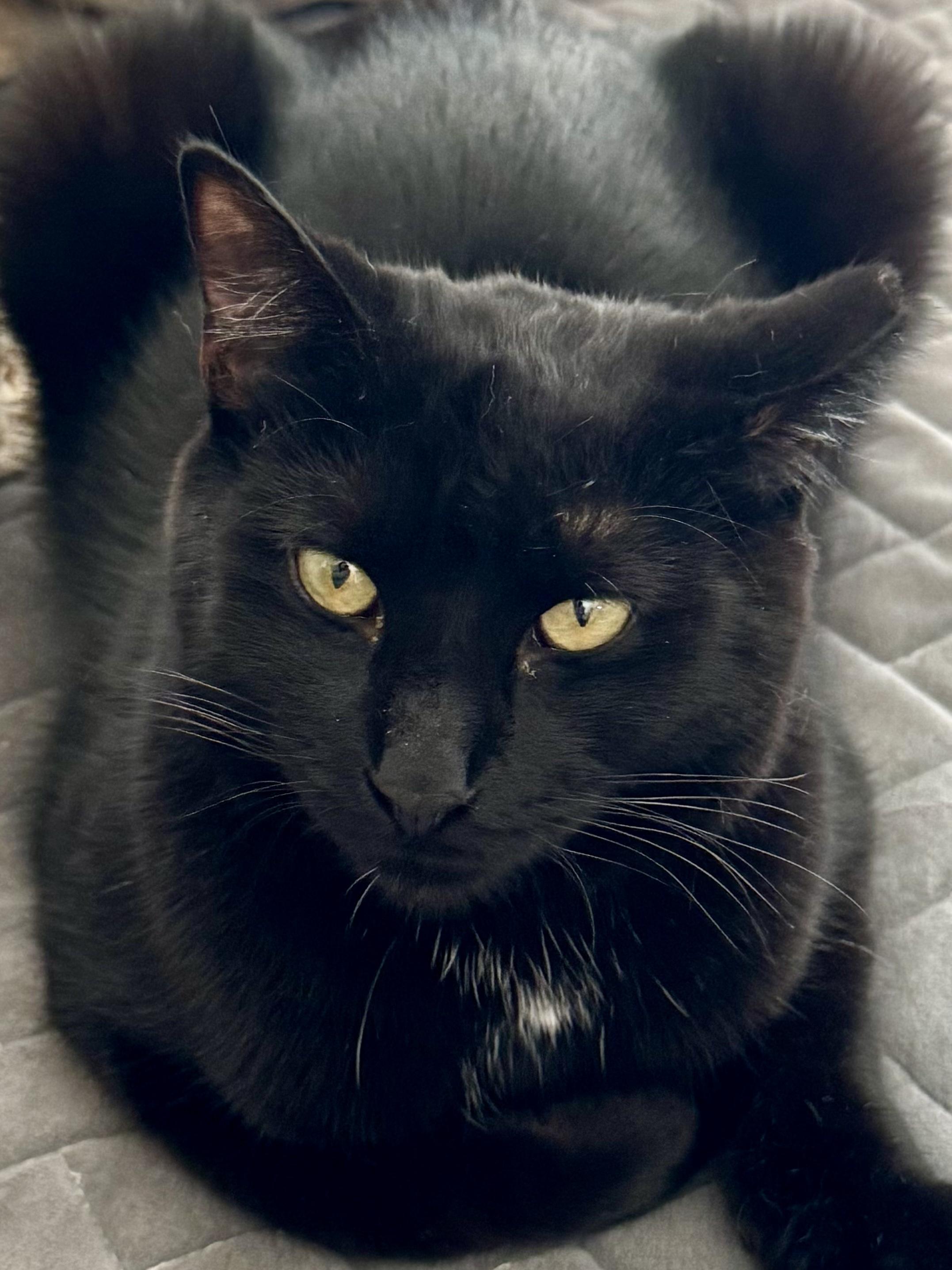 Enlarge Lucifer, a ADOPTABLE mixed breed in San Jose, CA image 1/3