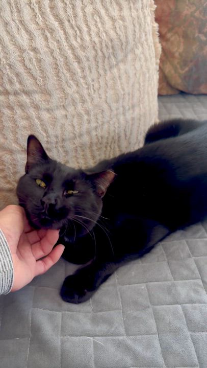 Enlarge Lucifer, a ADOPTABLE mixed breed in San Jose, CA video 3/3