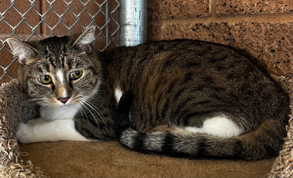 Cat for adoption - Makalah, a Domestic Short Hair in Saint George, UT