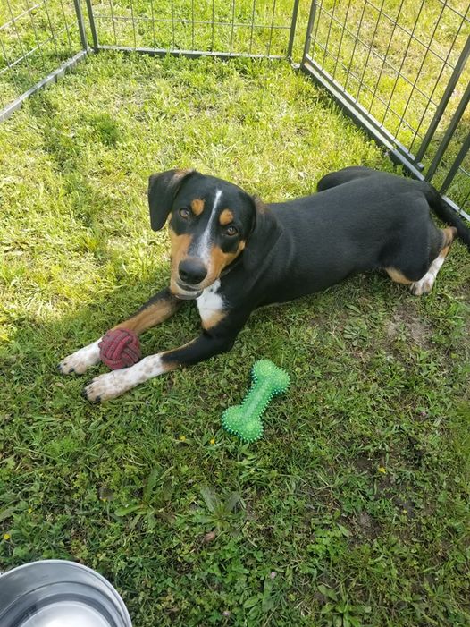 Enlarge Rebel, a Adopted Beagle in Winnsboro, TX image 1/3