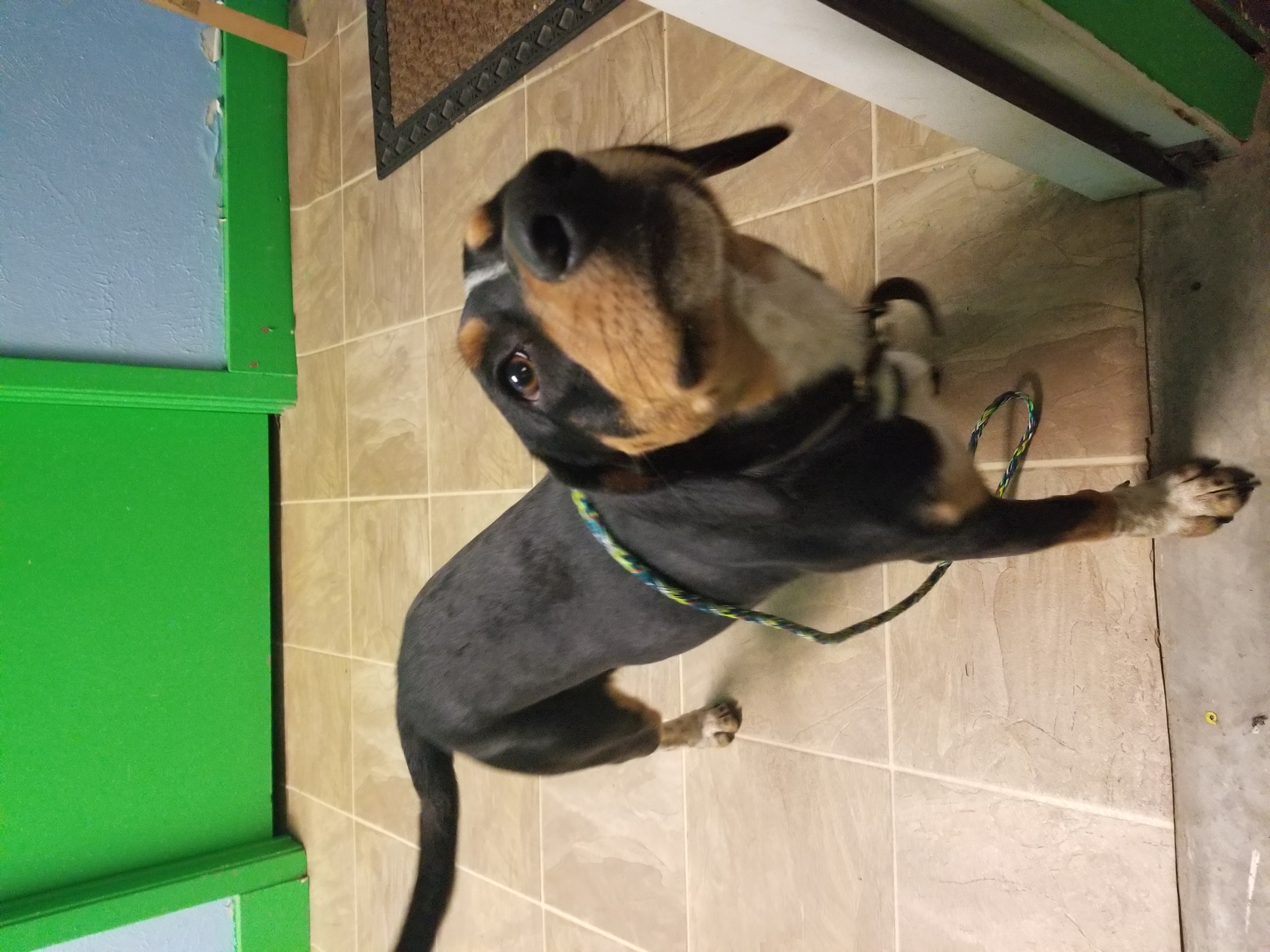 Enlarge Rebel, a Adopted Beagle in Winnsboro, TX image 2/3