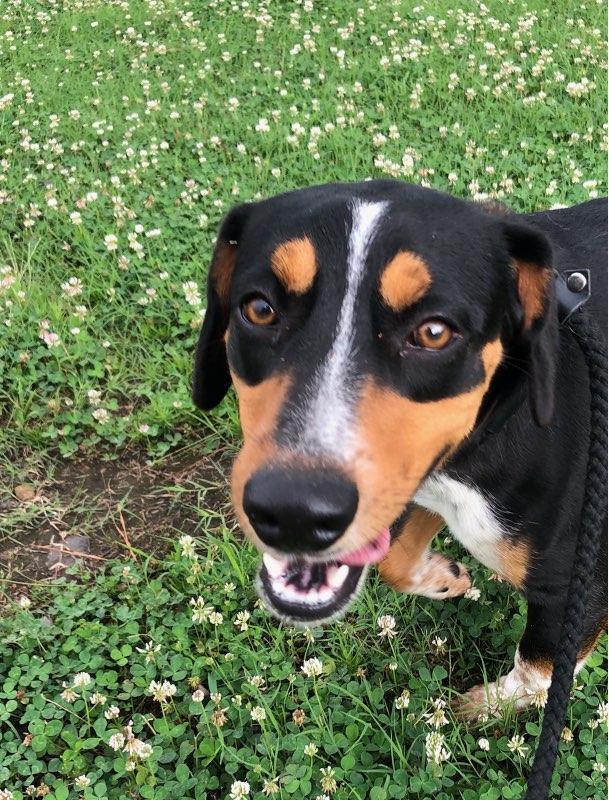 Enlarge Rebel, a Adopted Beagle in Winnsboro, TX image 3/3