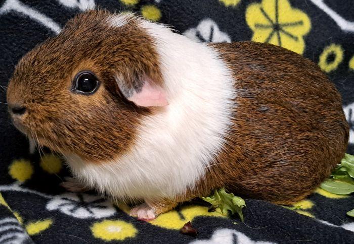 Garlic, ADOPTABLE, Adult Male Short-Haired.