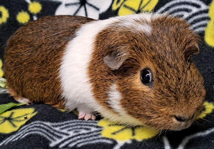 Garlic, a ADOPTABLE Short-Haired in Steger, IL image 3/3
