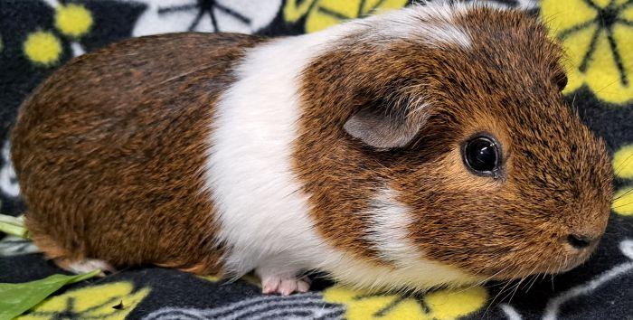 Garlic, a ADOPTABLE Short-Haired in Steger, IL image 2/3