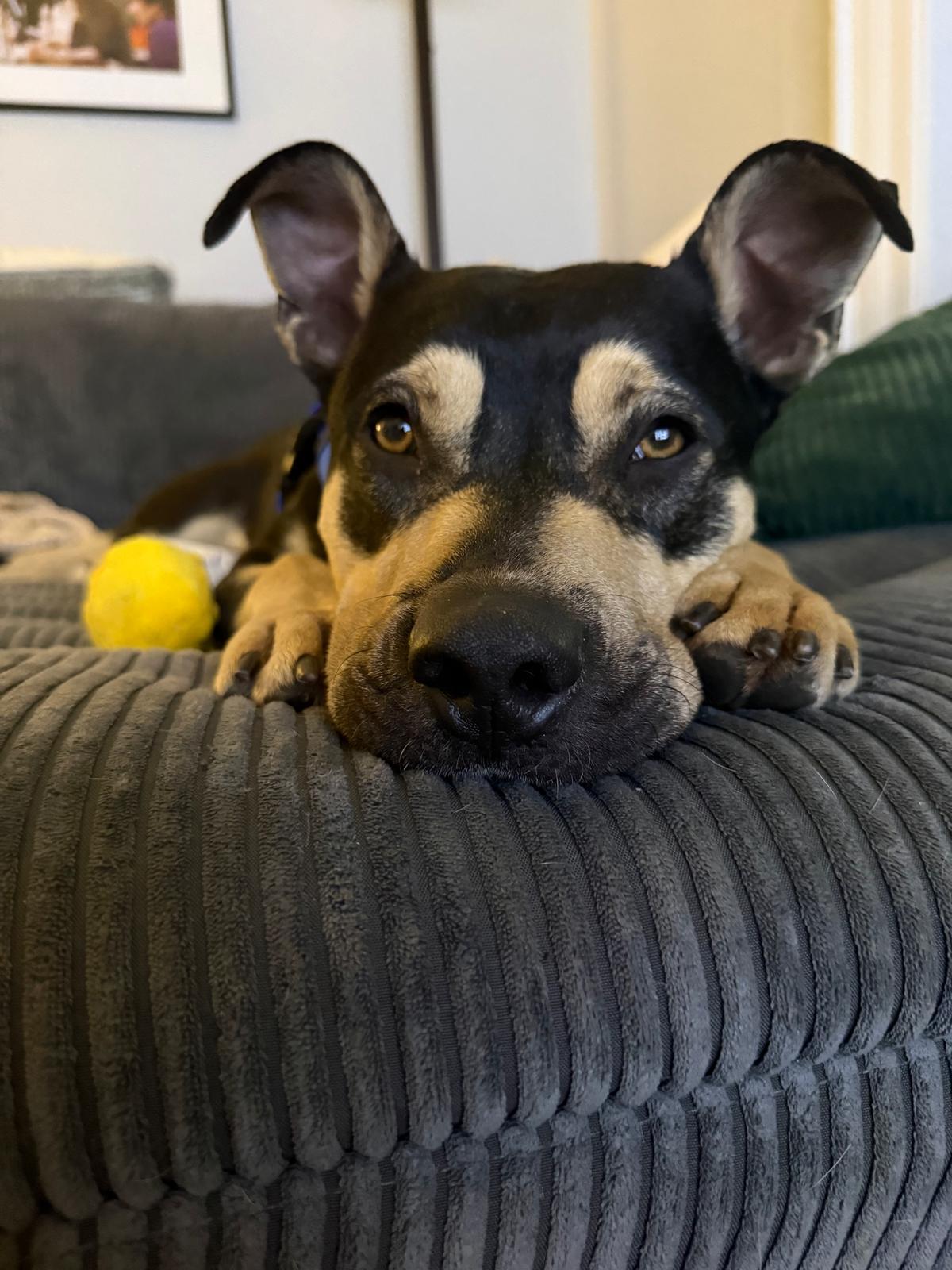 Maxwell, ADOPTABLE, Young Male Shepherd.