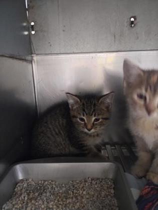 Whyber, a Adoptable mixed breed image 1/2