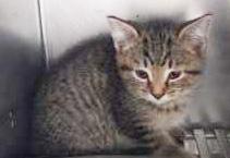 Whyber, a Adoptable mixed breed image 2/2