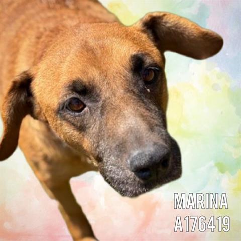 Enlarge MARINA, a Adoptable mixed breed in Tulsa, OK image 1/1