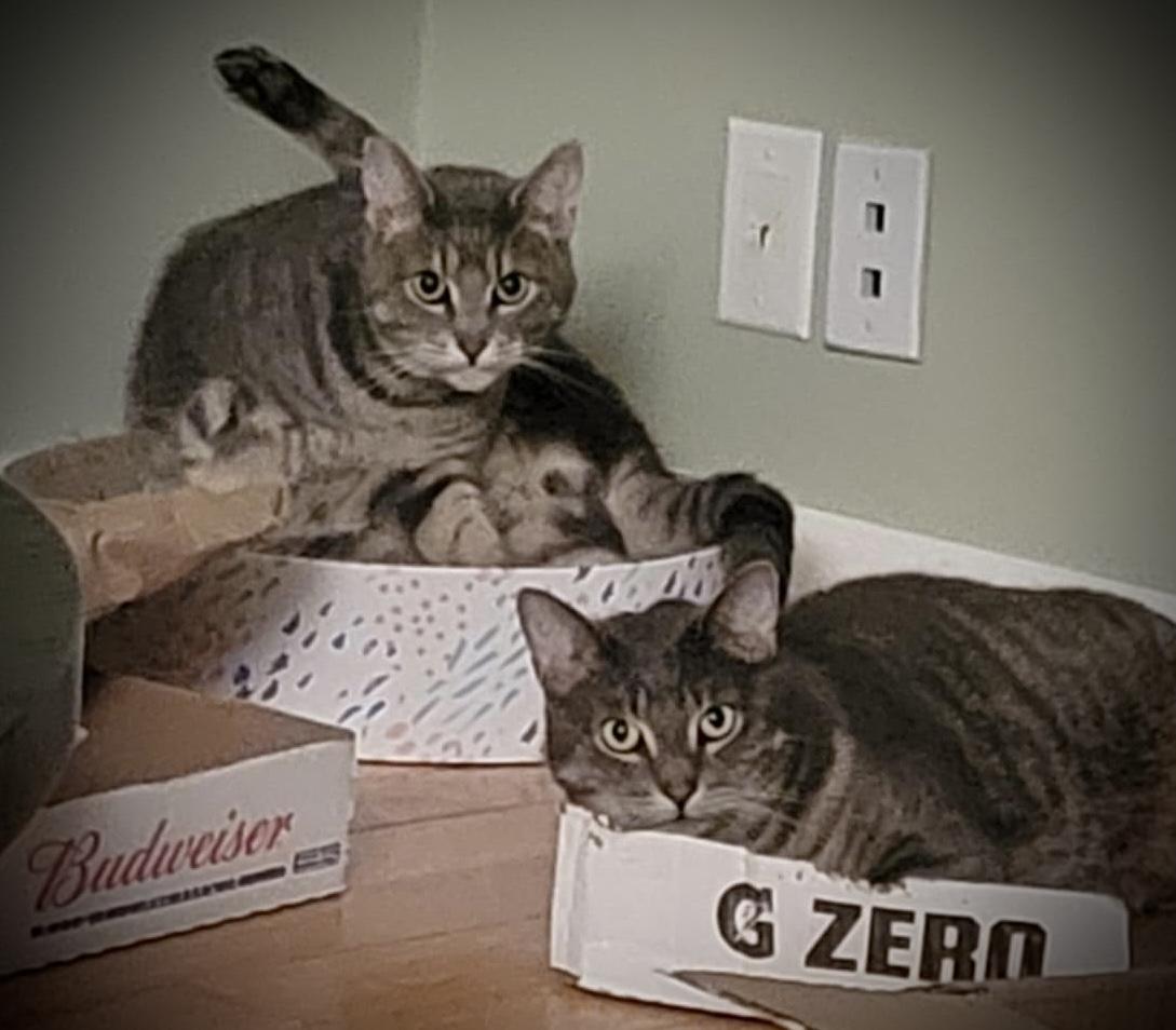 Charles & Clark, a Adoptable Domestic Short Hair in WOODSTOCK, ON image 1/6