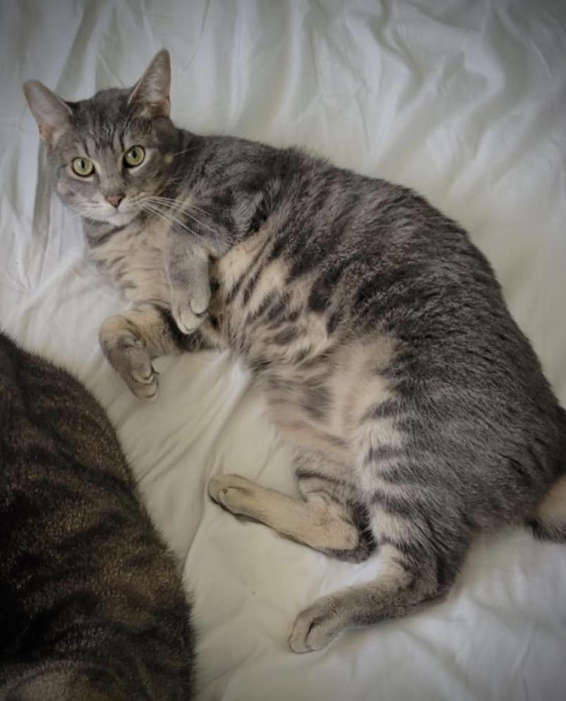 Charles & Clark, a Adoptable Domestic Short Hair in WOODSTOCK, ON image 2/6