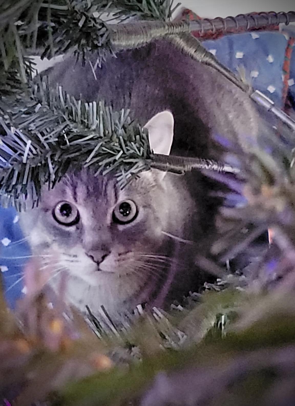 Charles & Clark, a Adoptable Domestic Short Hair in WOODSTOCK, ON image 3/6