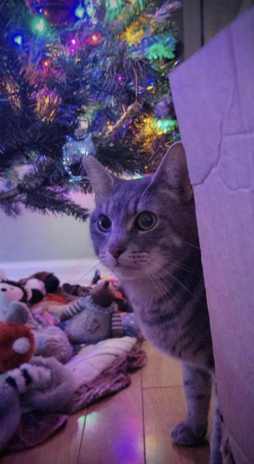 Charles & Clark, a Adoptable Domestic Short Hair in WOODSTOCK, ON image 4/6