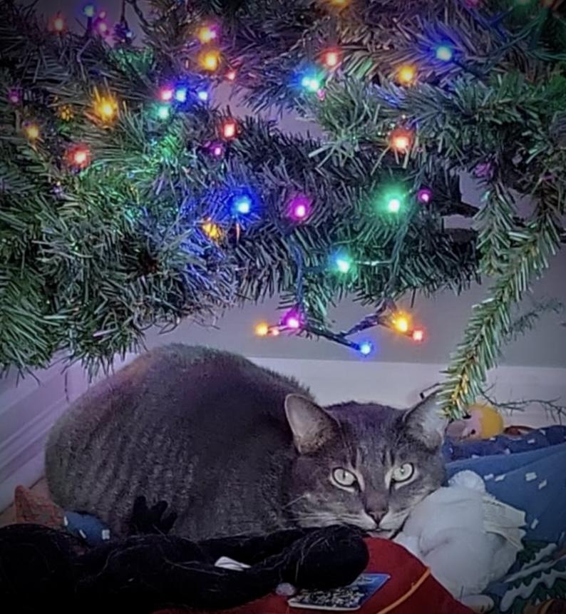 Charles & Clark, a Adoptable Domestic Short Hair in WOODSTOCK, ON image 5/6