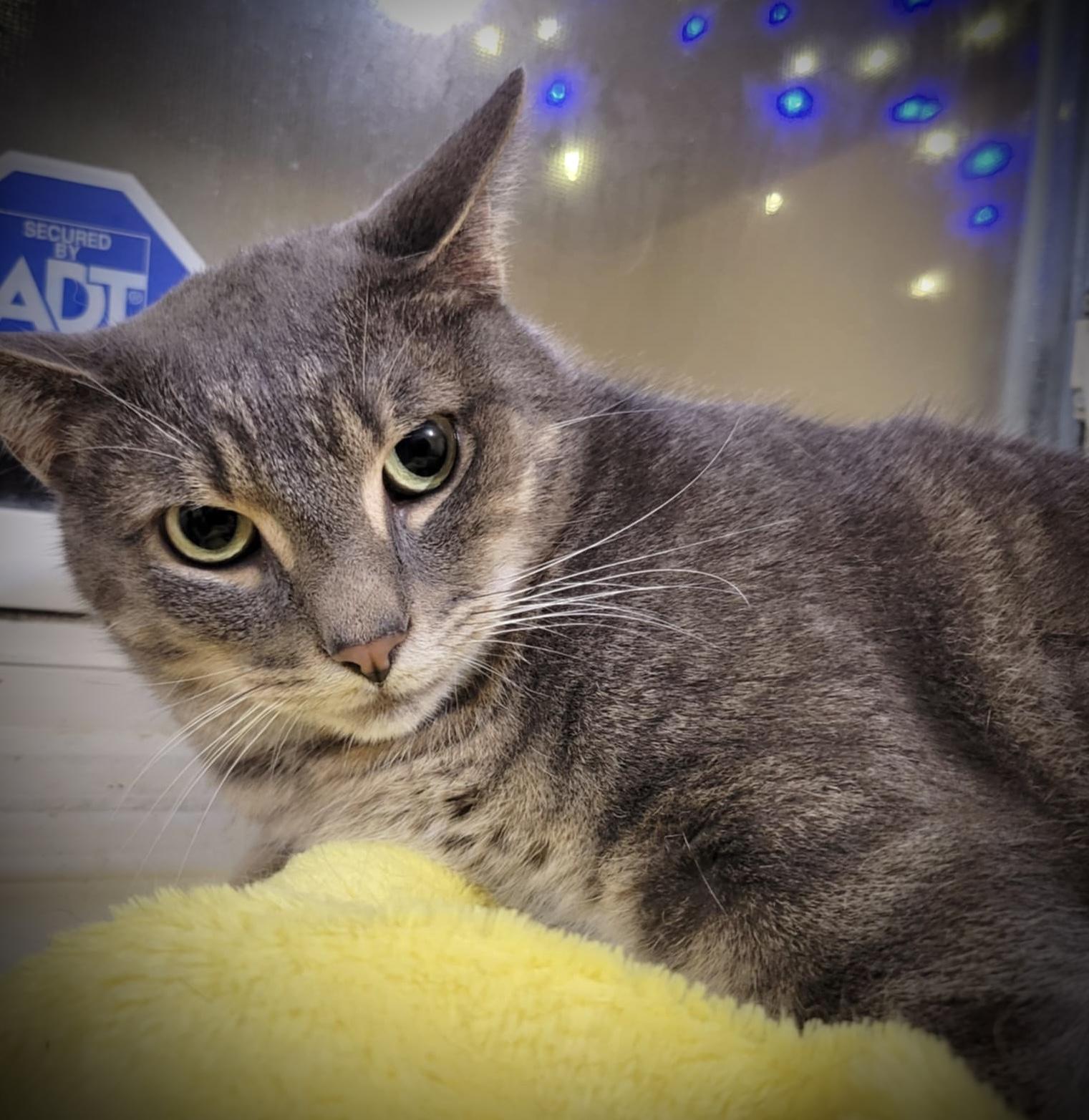 Charles & Clark, a Adoptable Domestic Short Hair in WOODSTOCK, ON image 6/6