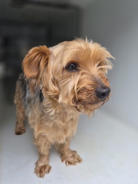 Enlarge Pen 213, a Adoptable mixed breed in Lawrenceville, GA image 1/1
