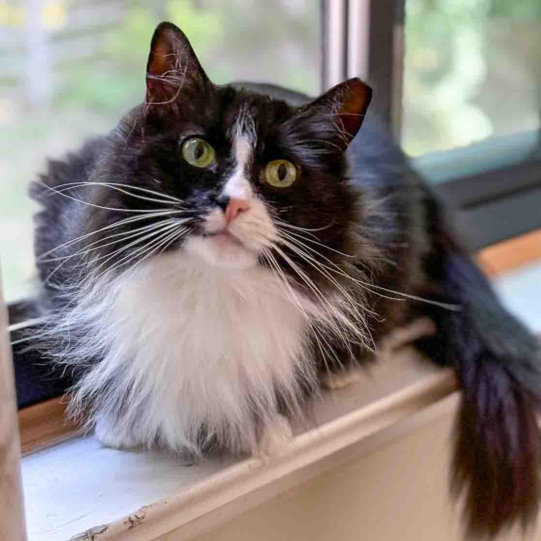 Enlarge Clara, a Adoptable Domestic Medium Hair in Stamford, CT image 1/3