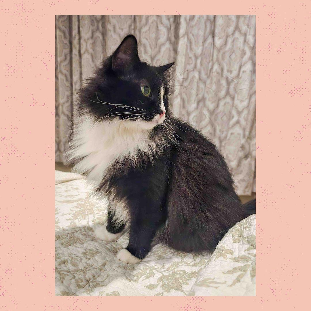 Enlarge Clara, a Adoptable Domestic Medium Hair in Stamford, CT image 2/3