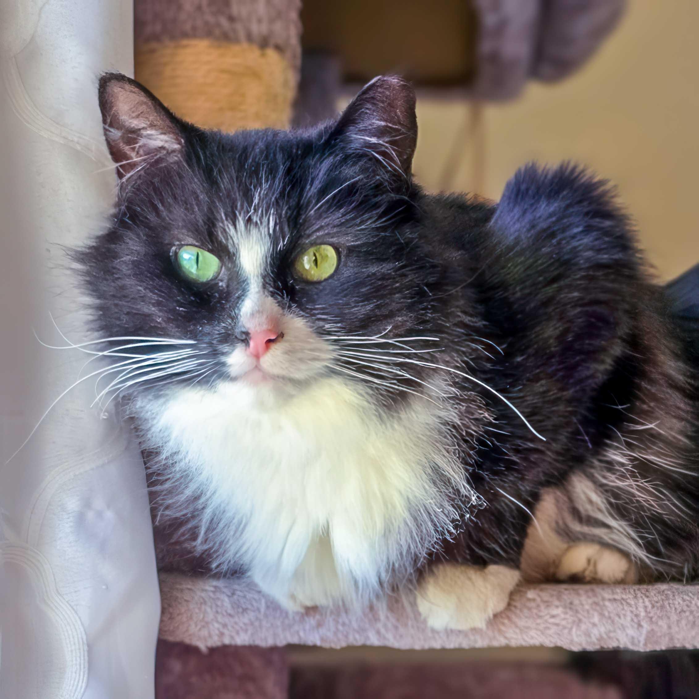 Clara, Adoptable, Young Female Domestic Medium Hair.