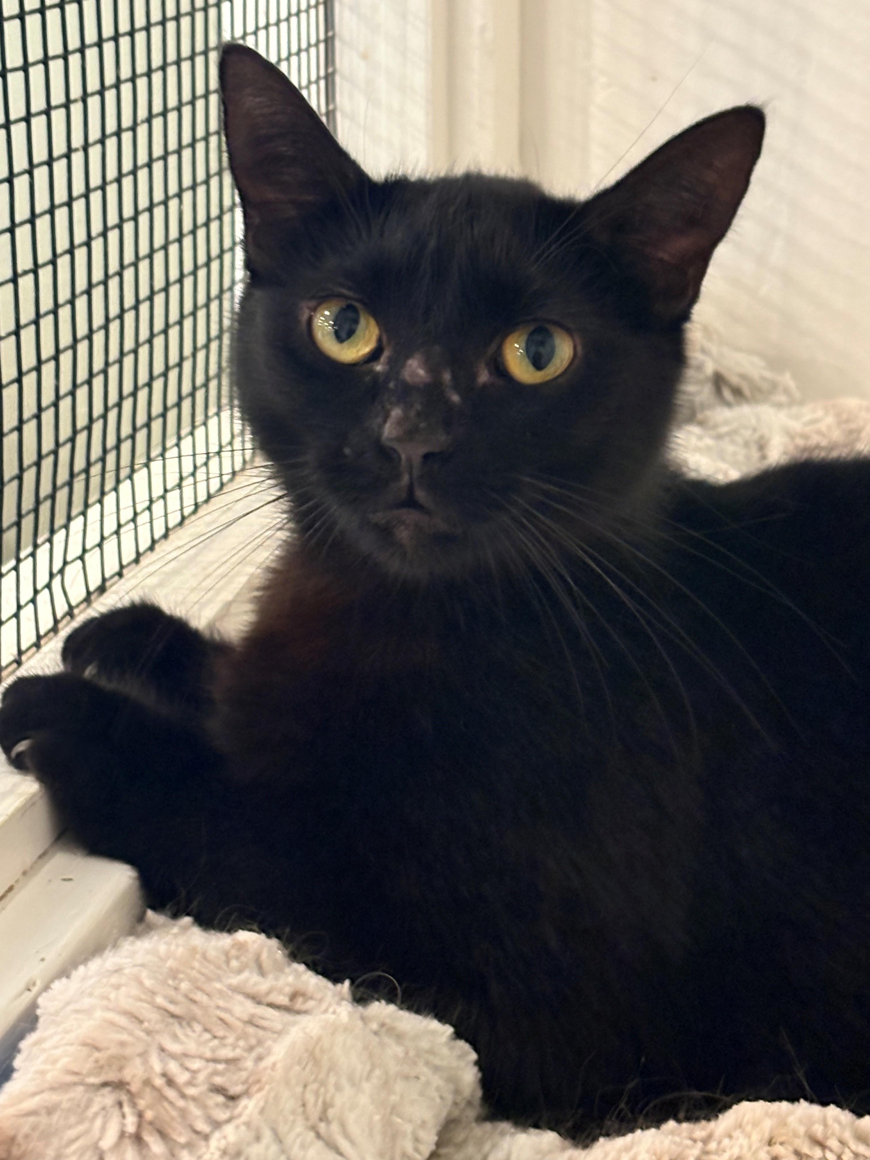Morticia, a ADOPTABLE Domestic Short Hair in Grass Valley, CA image 1/2