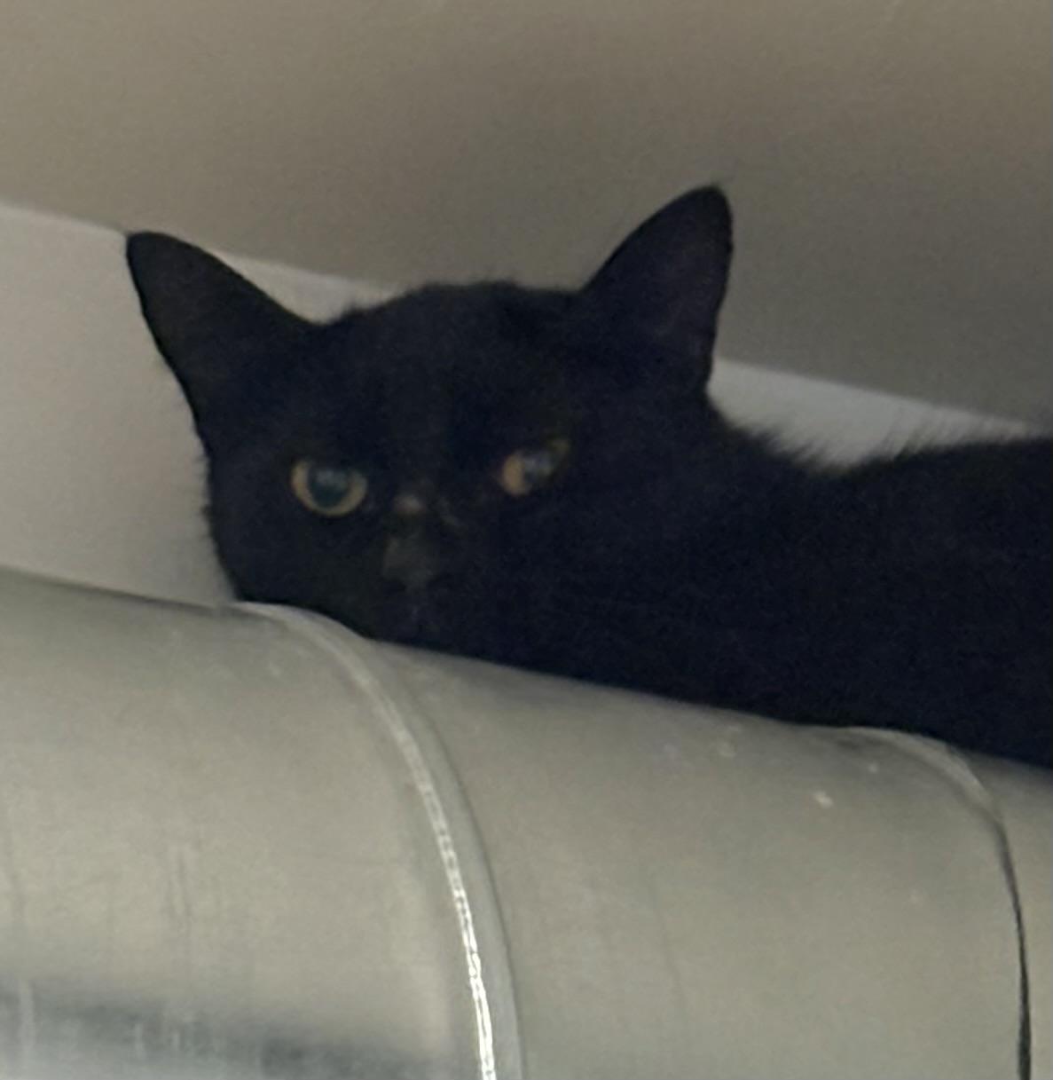 Morticia, a ADOPTABLE Domestic Short Hair in Grass Valley, CA image 2/2