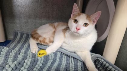 Zephyr, adopted, Young Male Domestic Short Hair & Domestic Short Hair.