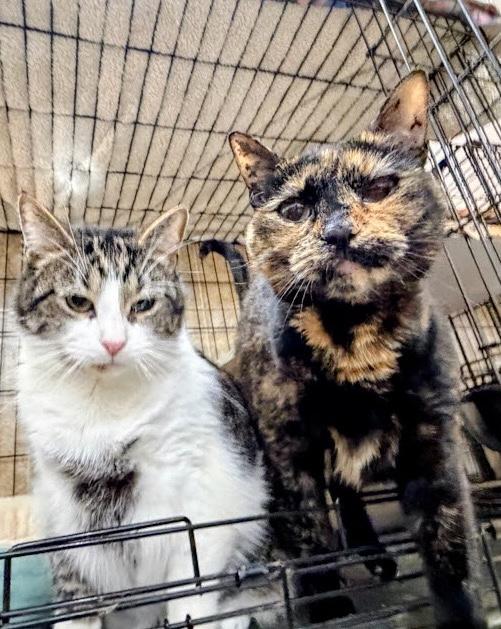 Enlarge Snickers, a Adopted Domestic Short Hair in Syosset, NY image 2/4