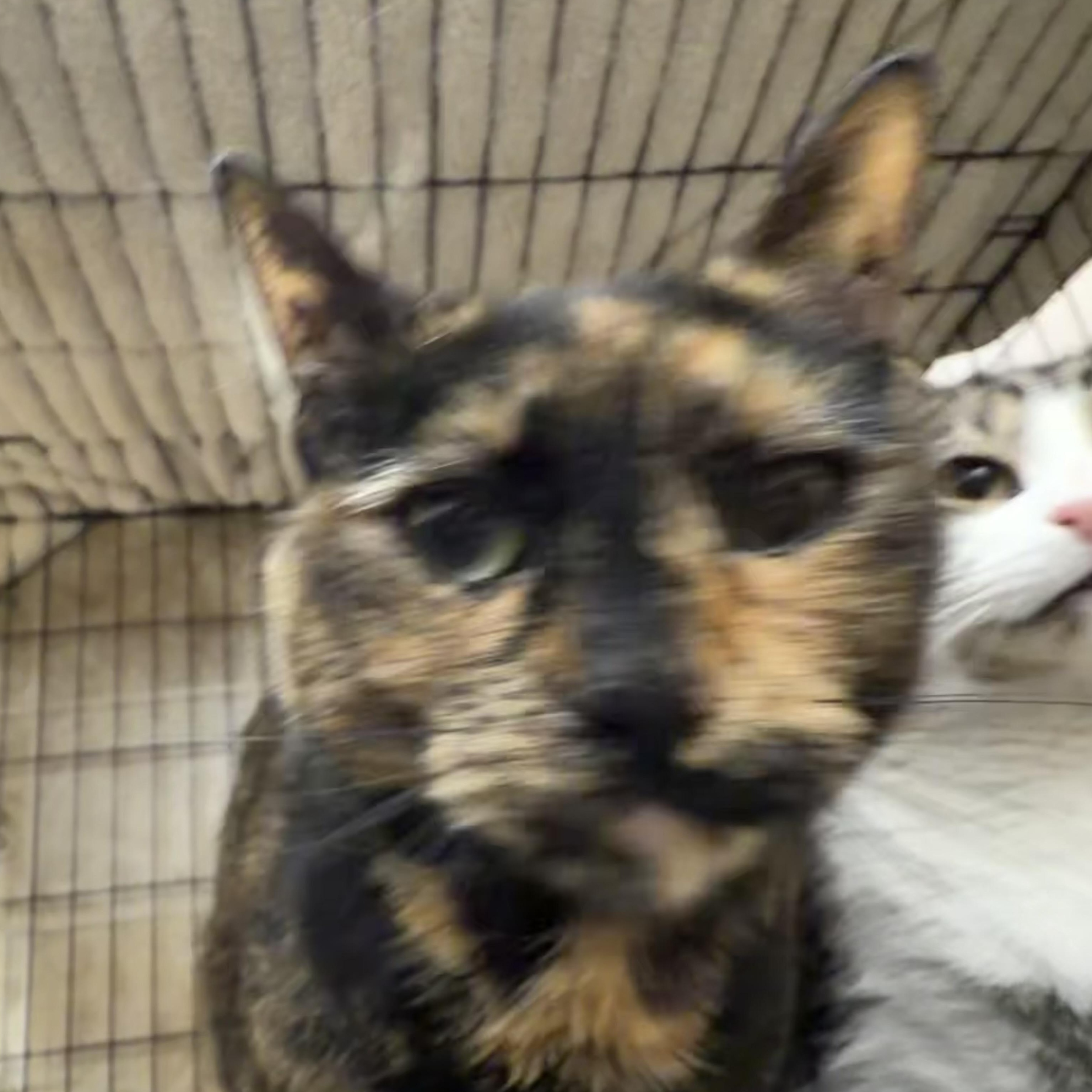 Snickers, Adopted, Adult Female Domestic Short Hair.