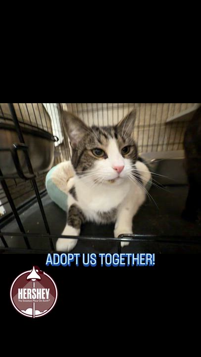 Enlarge Snickers, a Adopted Domestic Short Hair in Syosset, NY video 3/4