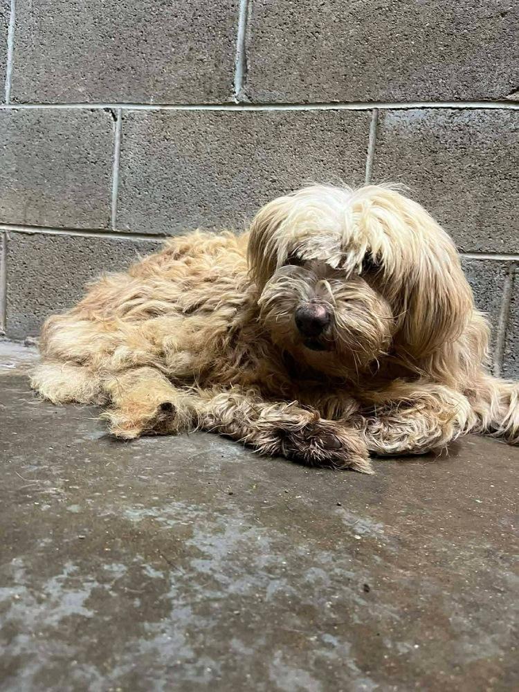 Precious Girls : MeMe, Adopted, Adult Female Goldendoodle.